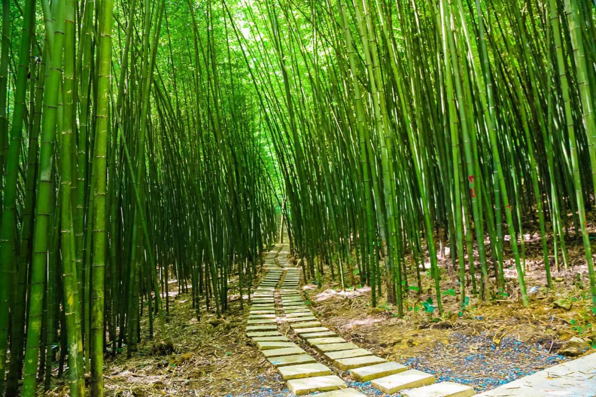 Thăm rừng trúc sào ở độ cao ngàn mét ở Nguyên Bình, Cao Bằng