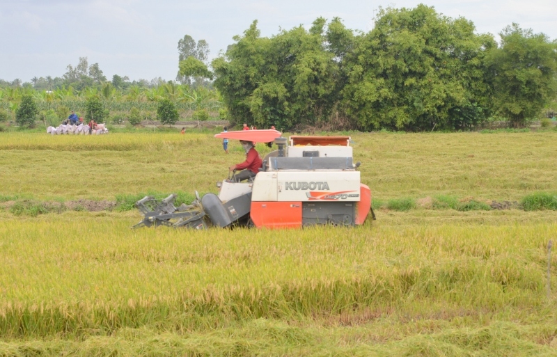 Tìm giải pháp phát triển bền vững cho cây lúa vùng ĐBSCL