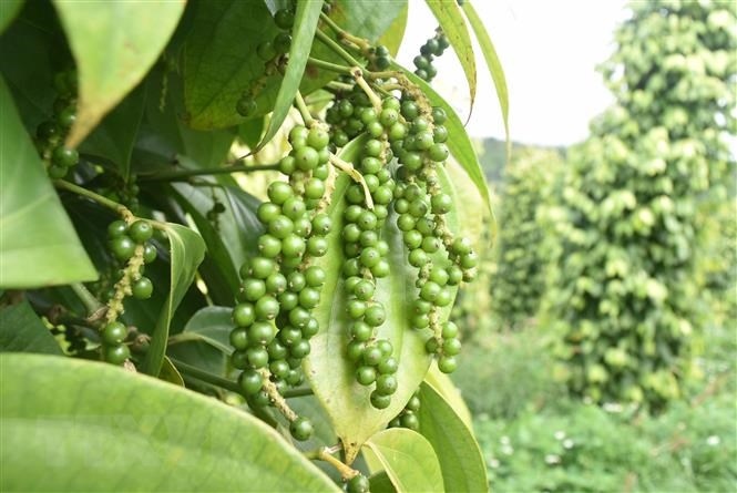 Việt Nam giữ vững vị trí số 1 thế giới về xuất khẩu hồ tiêu