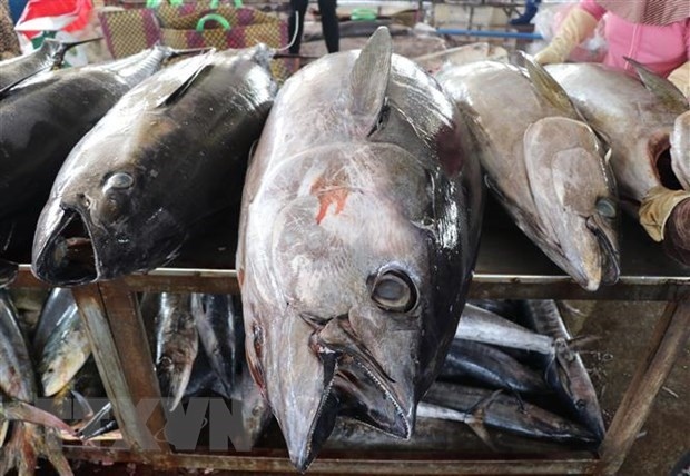 tuna, squid, octopus export sets new records picture 1