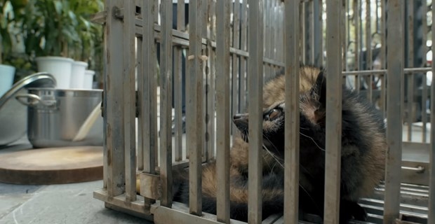 env film warns of health risks from wildlife consumption picture 1