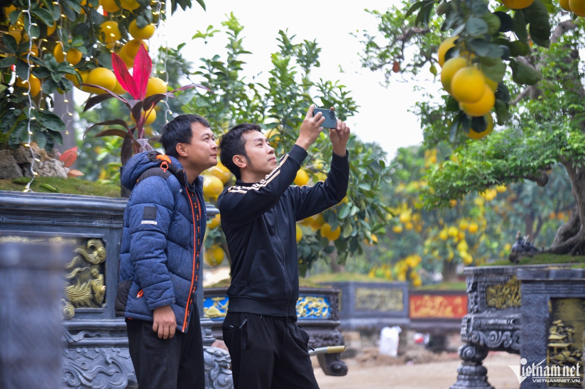 cay buoi dien tram qua gia 200 trieu dong o ha noi hinh anh 10