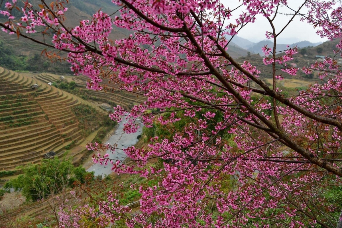 Chiêm ngưỡng sắc hoa tớ dày nhuộm hồng núi rừng Mù Cang Chải