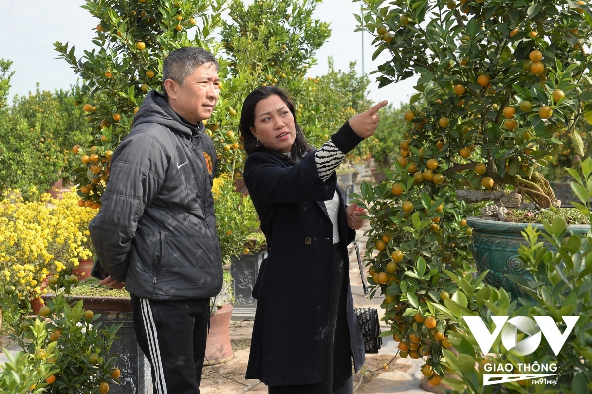 peach and kumquat tree growers busy ahead of tet picture 5