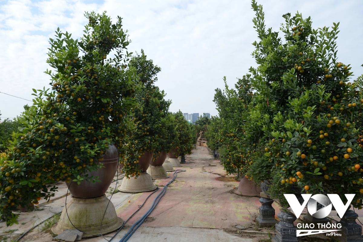 peach and kumquat tree growers busy ahead of tet picture 1