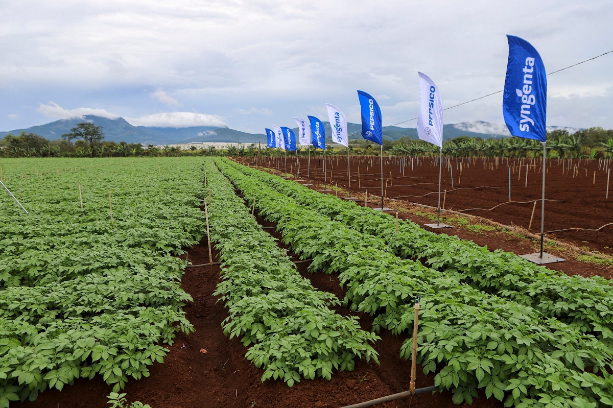 hop tac san xuat khoai tay ben vung syngenta - pepsico hinh anh 1