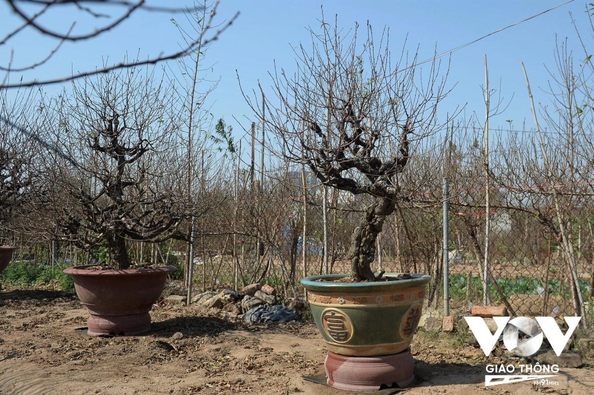 peach and kumquat tree growers busy ahead of tet picture 15