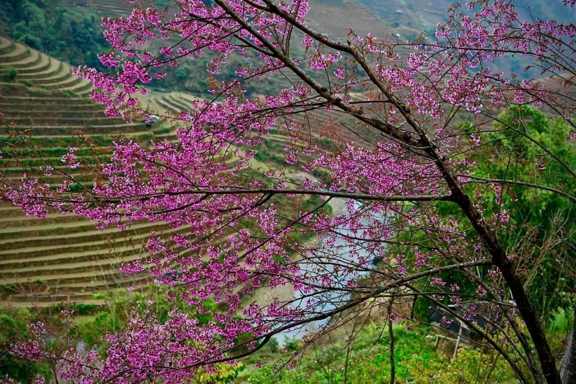 chiem nguong sac hoa to day nhuom hong nui rung mu cang chai hinh anh 2
