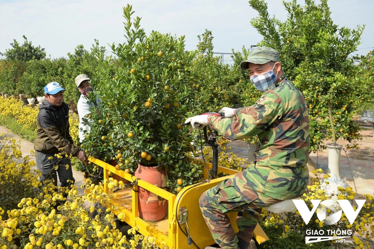 peach and kumquat tree growers busy ahead of tet picture 2