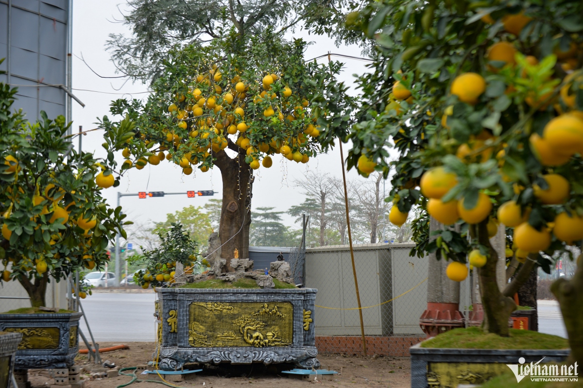 cay buoi dien tram qua gia 200 trieu dong o ha noi hinh anh 3