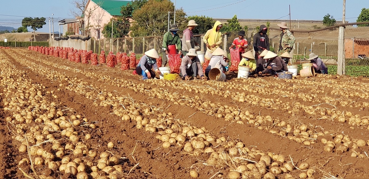 hop tac san xuat khoai tay ben vung syngenta - pepsico hinh anh 3