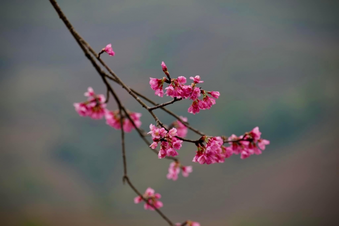 chiem nguong sac hoa to day nhuom hong nui rung mu cang chai hinh anh 4