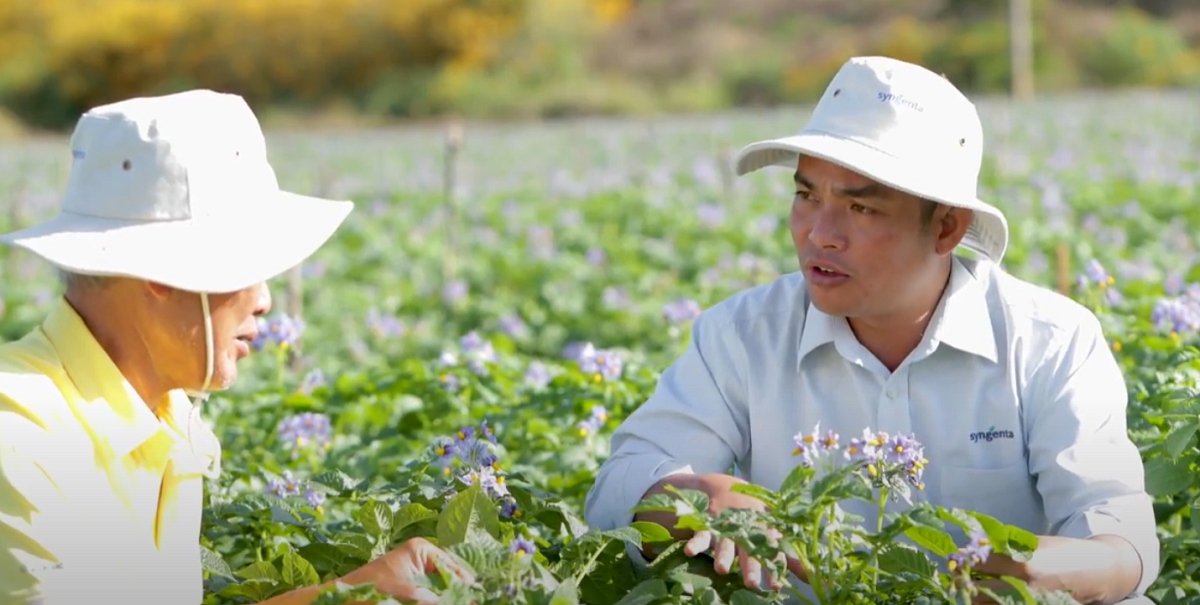 hop tac san xuat khoai tay ben vung syngenta - pepsico hinh anh 4