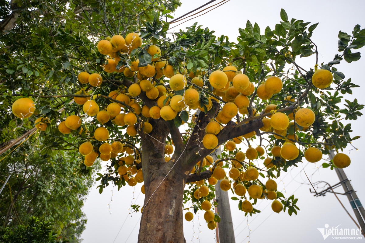 Chiêm ngưỡng cây bưởi Diễn trăm quả giá 200 triệu đồng ở Hà Nội
