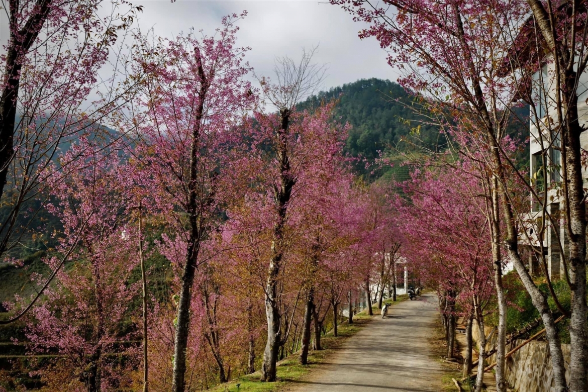 chiem nguong sac hoa to day nhuom hong nui rung mu cang chai hinh anh 6