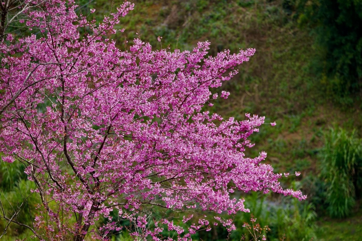 chiem nguong sac hoa to day nhuom hong nui rung mu cang chai hinh anh 8