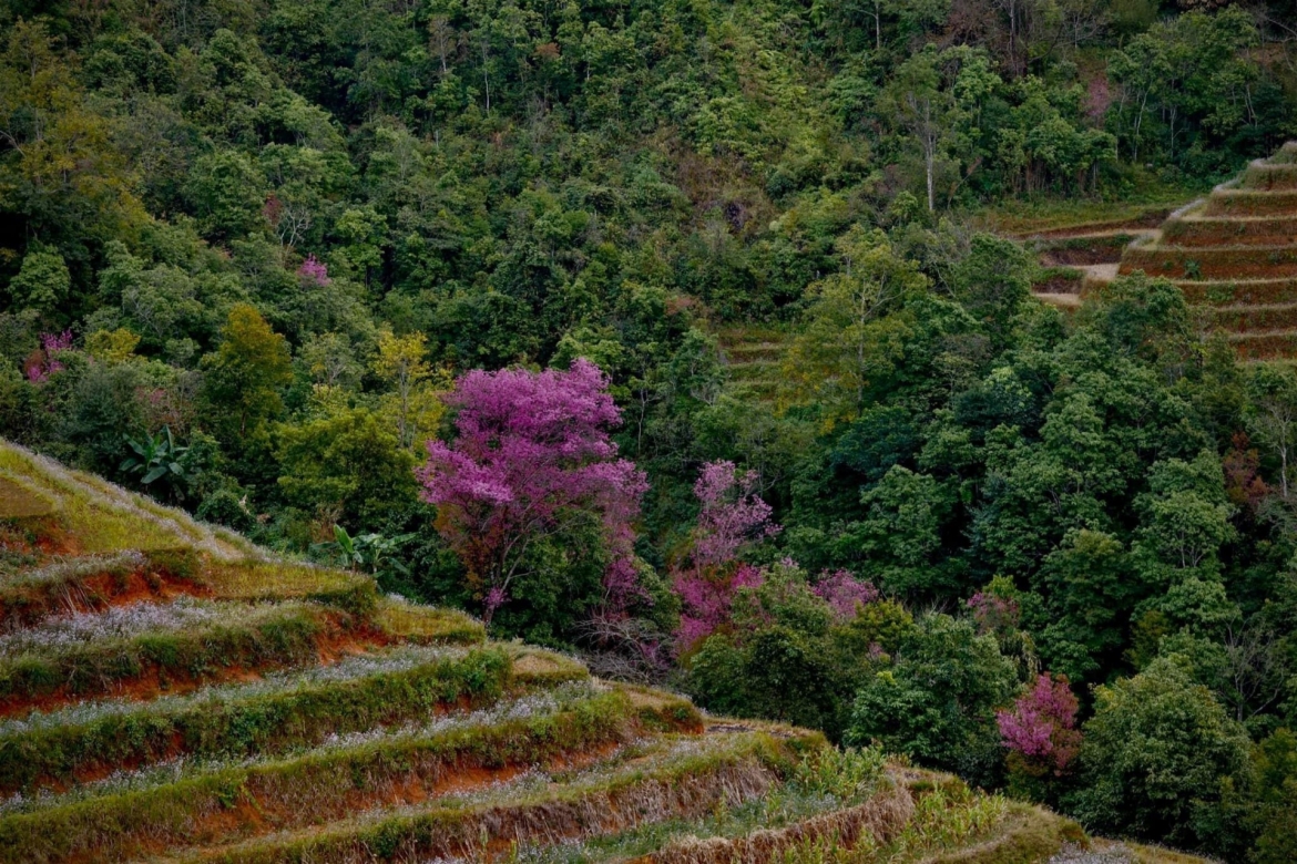 chiem nguong sac hoa to day nhuom hong nui rung mu cang chai hinh anh 9