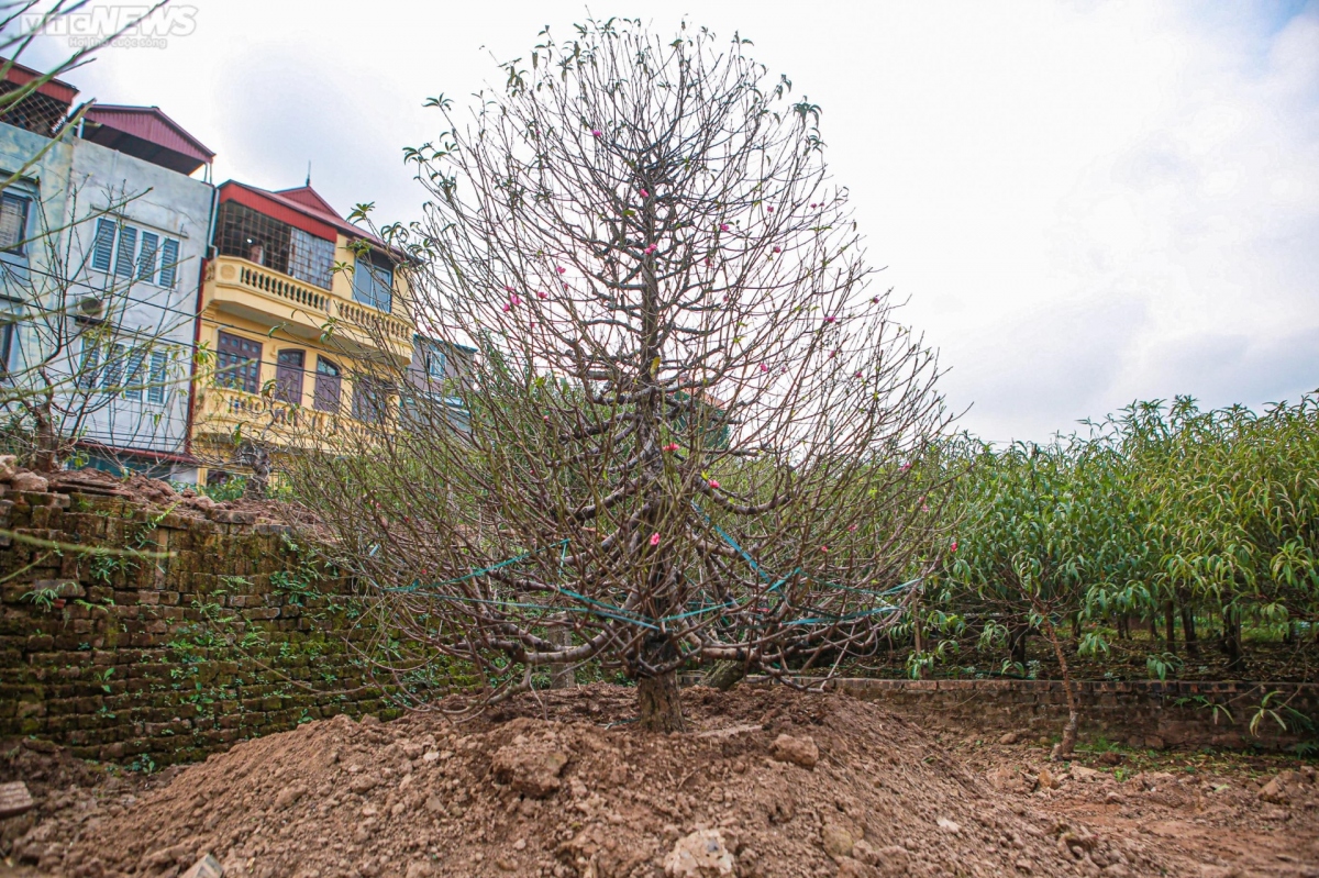 Dao nhat tan vao mua tuot la hinh anh 11