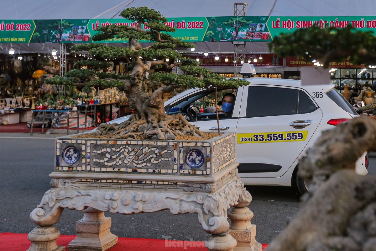 unique plants on display at hanoi ornamental creatures festival 2022 picture 11