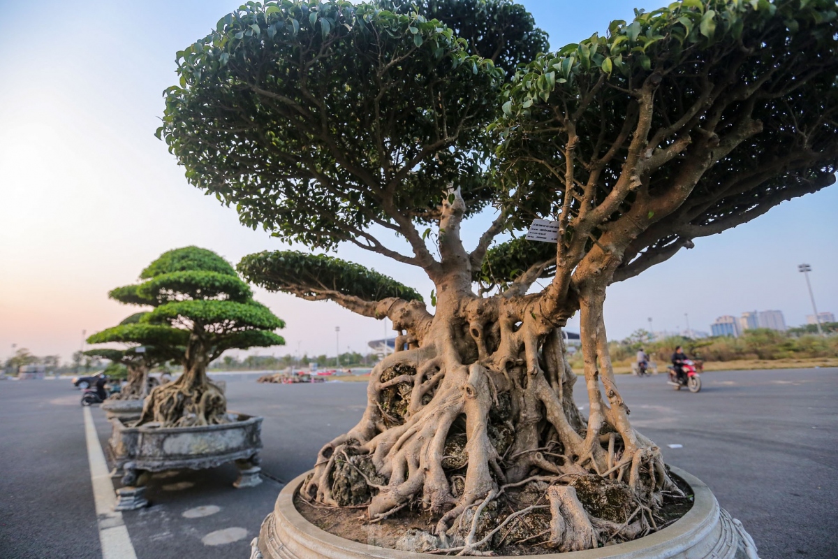 unique plants on display at hanoi ornamental creatures festival 2022 picture 12