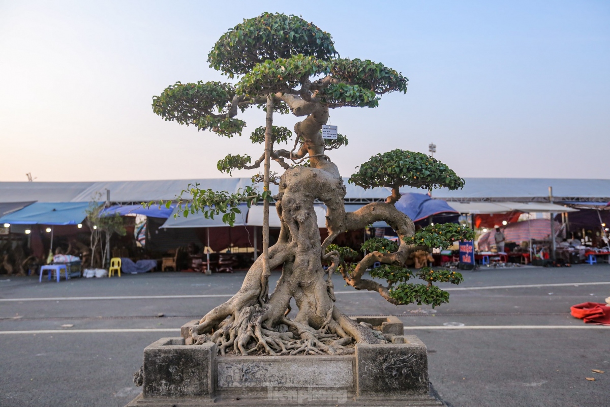 unique plants on display at hanoi ornamental creatures festival 2022 picture 9