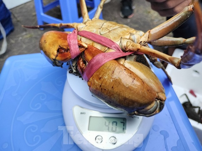 crab race excites crowds in ca mau province picture 3