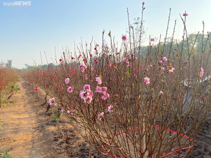 Dao nhat tan som no ro, nong dan thap thom ngong tet hinh anh 4