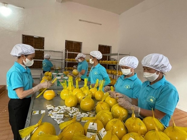 hoa binh exports first batch of dien pomelo to uk picture 1