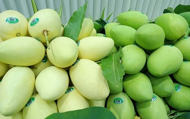 vietnam ranks third among largest mango suppliers to rok picture 1