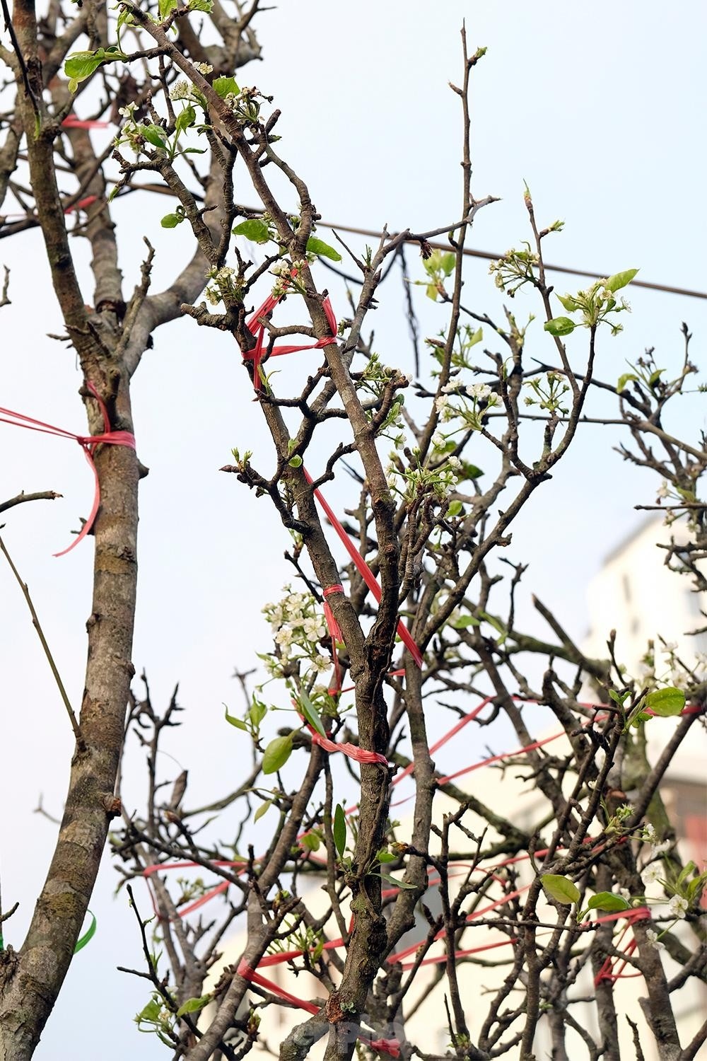 streets of hanoi covered in stunning wild pear flowers ahead of tet picture 10