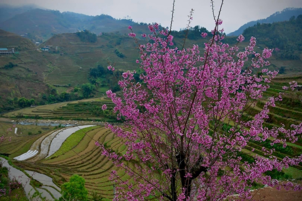 to day flower blossoms brightens up mu cang chai mountainous area picture 12