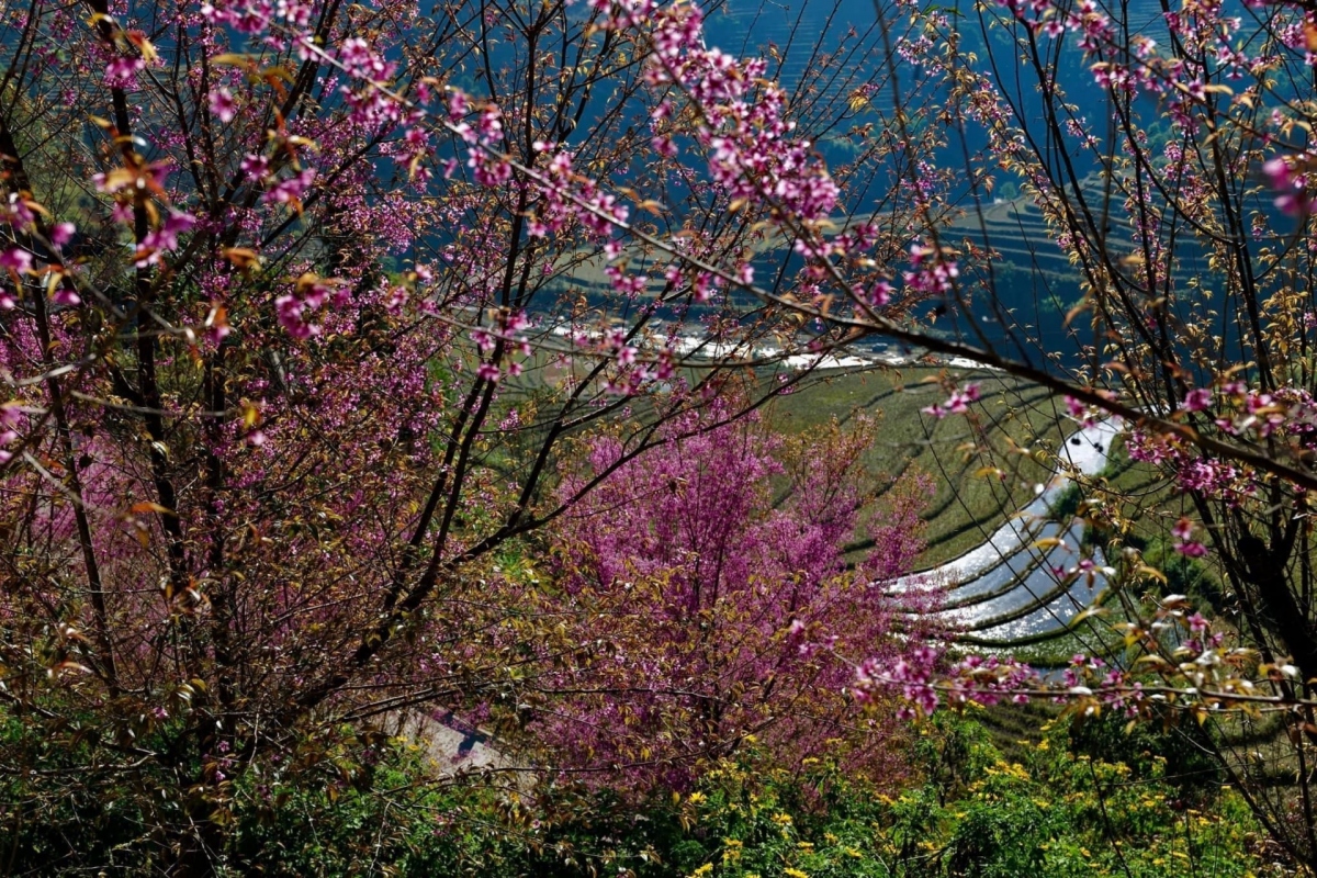 to day flower blossoms brightens up mu cang chai mountainous area picture 1