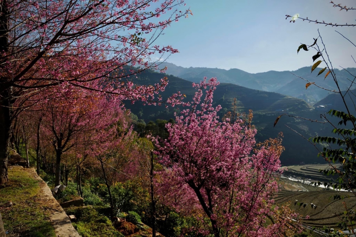 to day flower blossoms brightens up mu cang chai mountainous area picture 3