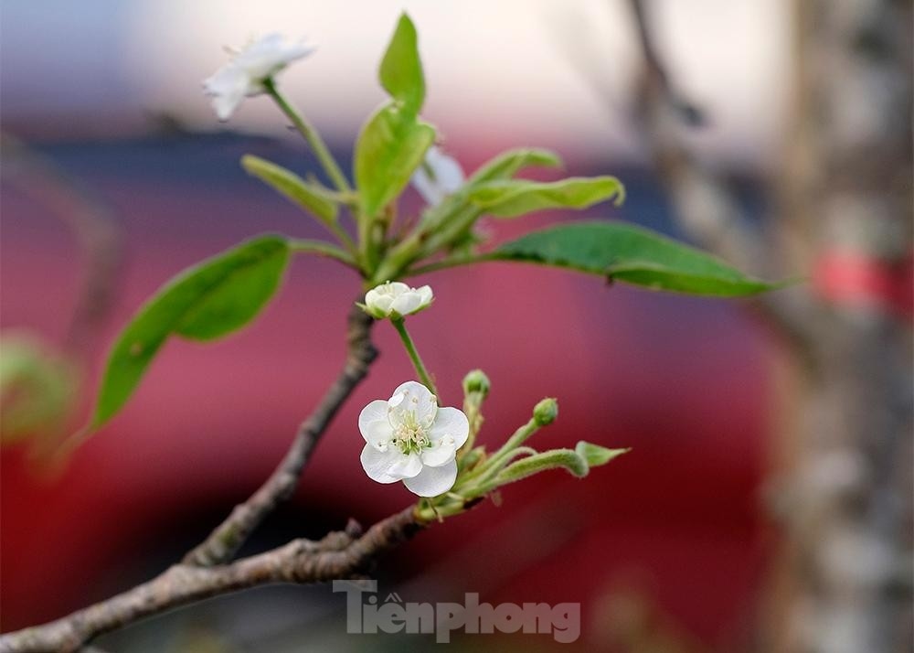 streets of hanoi covered in stunning wild pear flowers ahead of tet picture 4