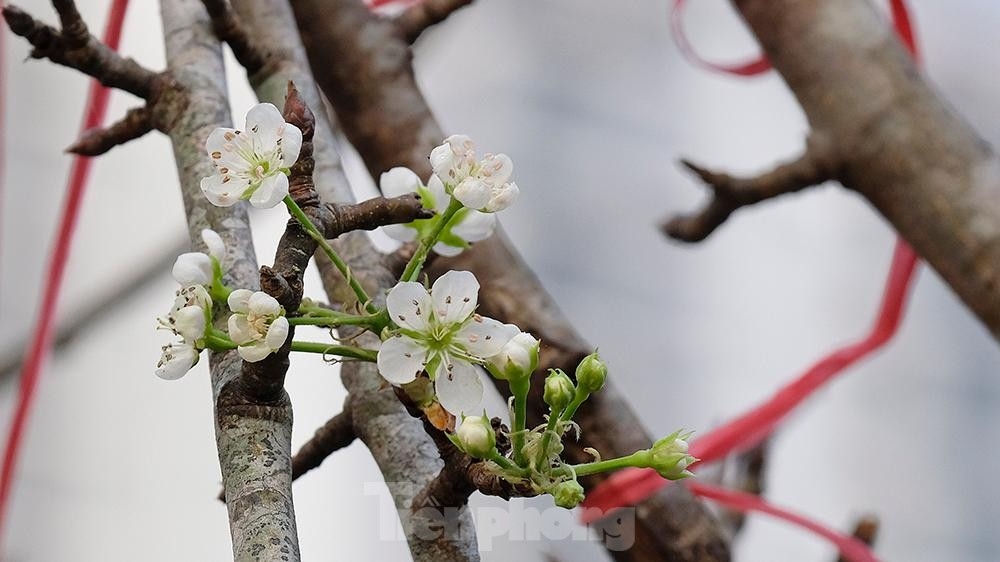 streets of hanoi covered in stunning wild pear flowers ahead of tet picture 7