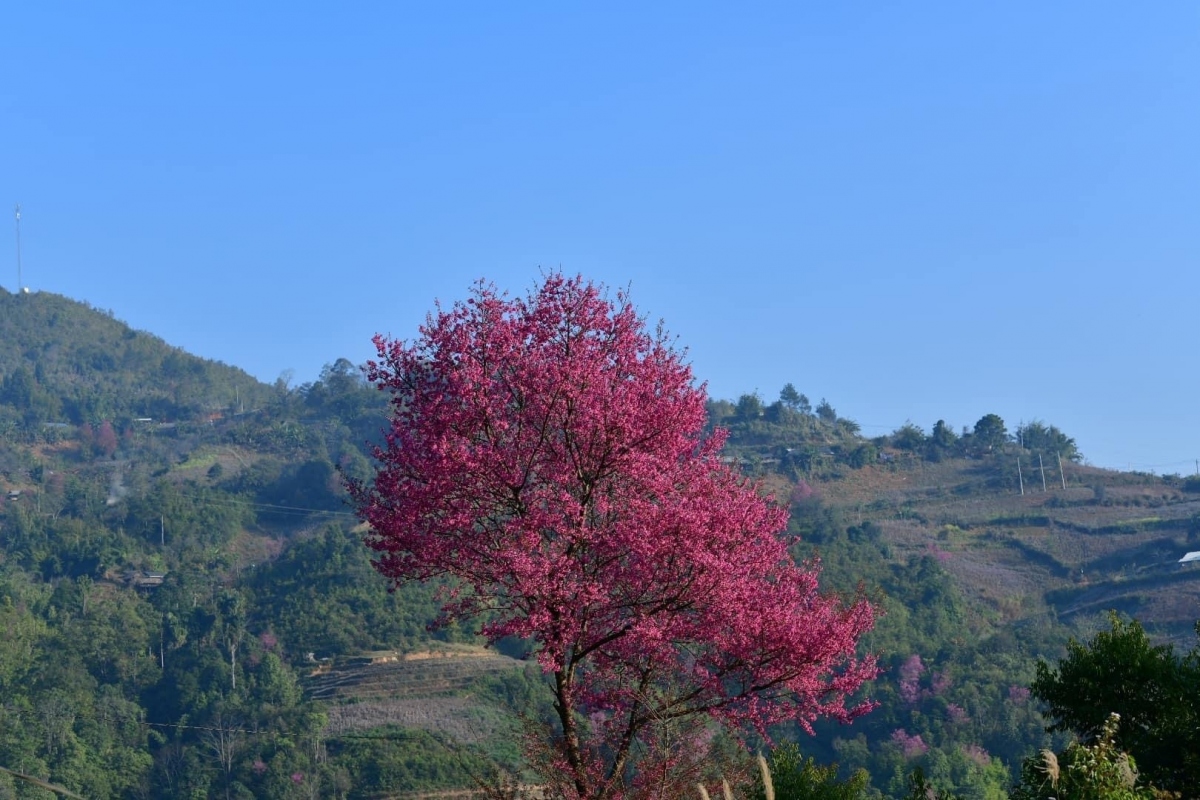 to day flower blossoms brightens up mu cang chai mountainous area picture 7