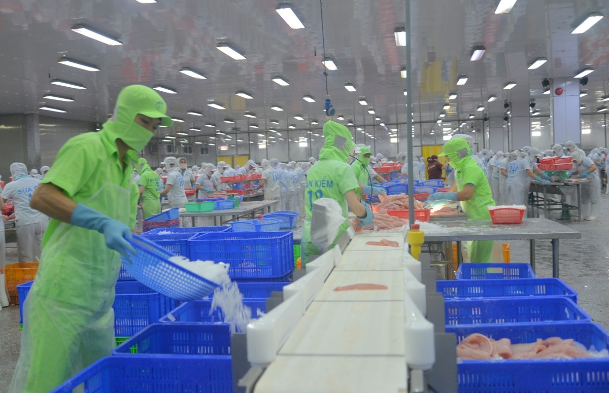 Liên kết chuỗi cá tra ĐBSCL để phát triển bền vững