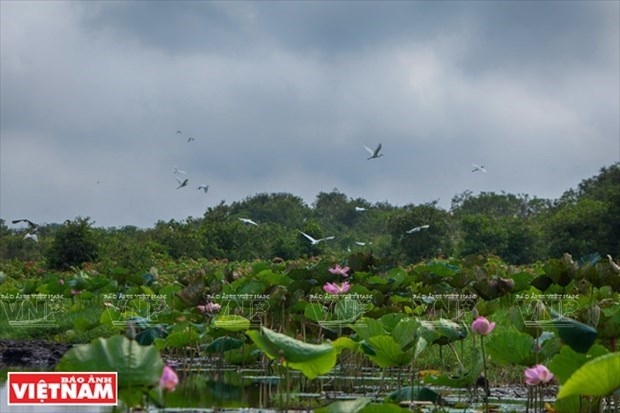 project aims at increasing forest coverage in lang sen wetland reserve picture 1