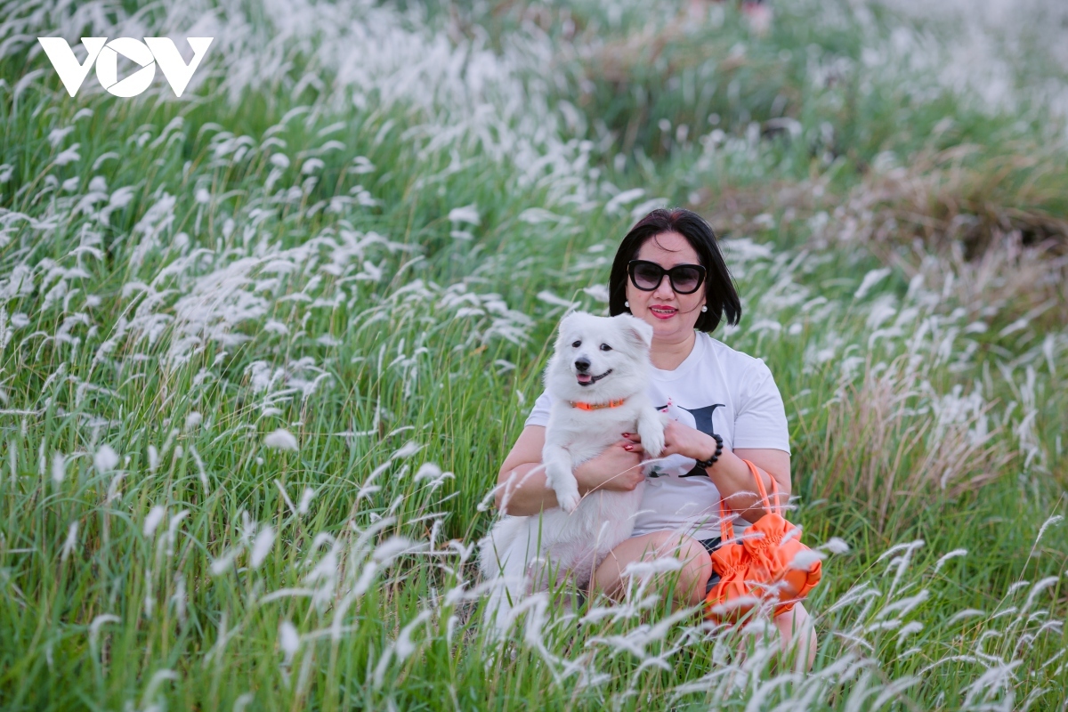 young people flock to white reed field in long bien district for romantic photos picture 10