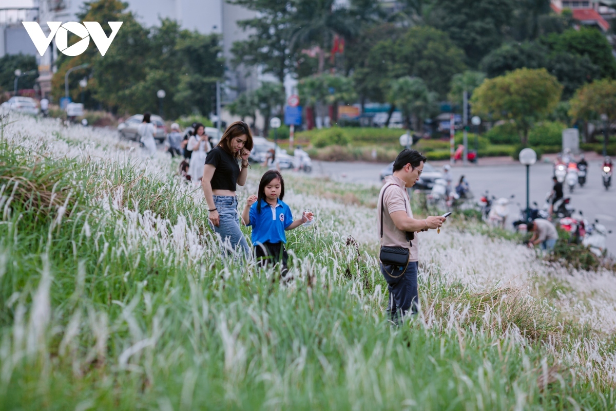 young people flock to white reed field in long bien district for romantic photos picture 12