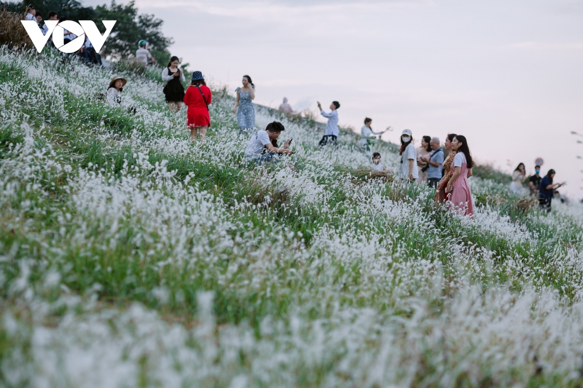 young people flock to white reed field in long bien district for romantic photos picture 4