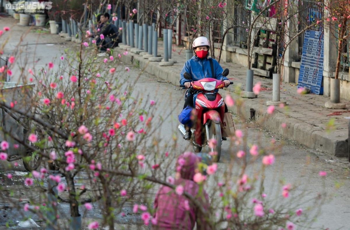 early peach blossoms amid chilly conditions in hanoi picture 1