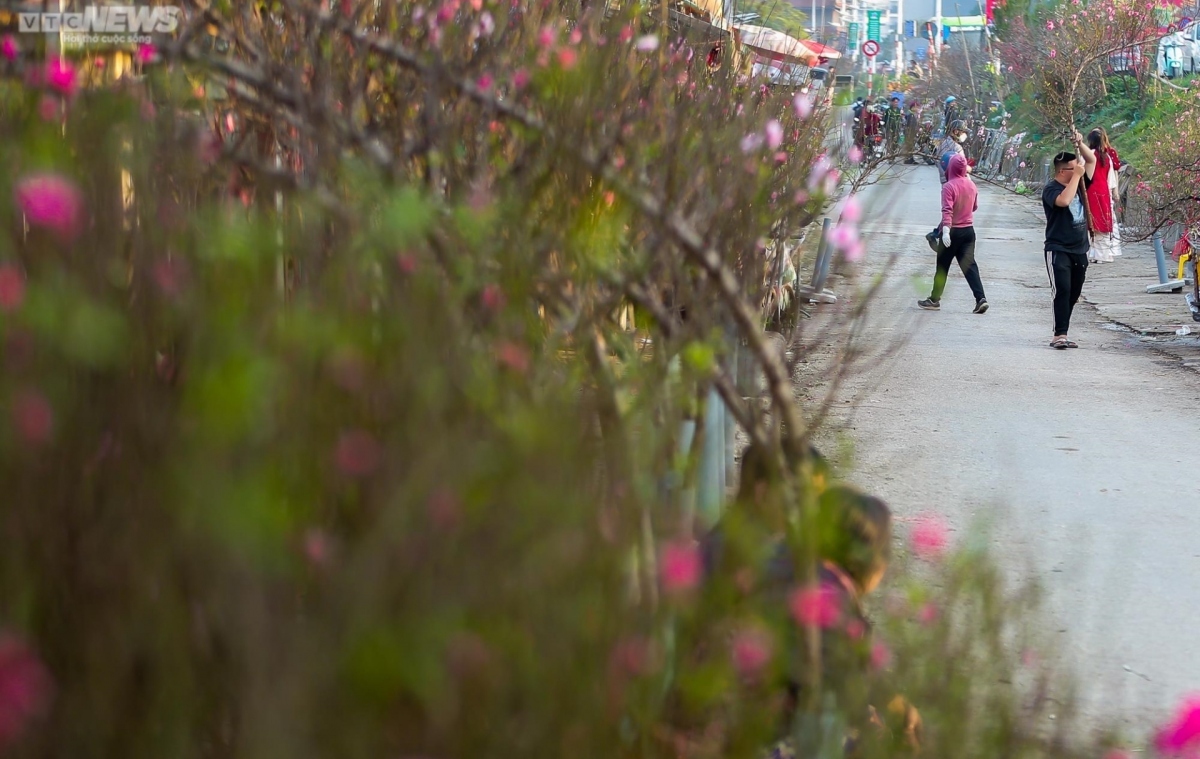 early peach blossoms amid chilly conditions in hanoi picture 11