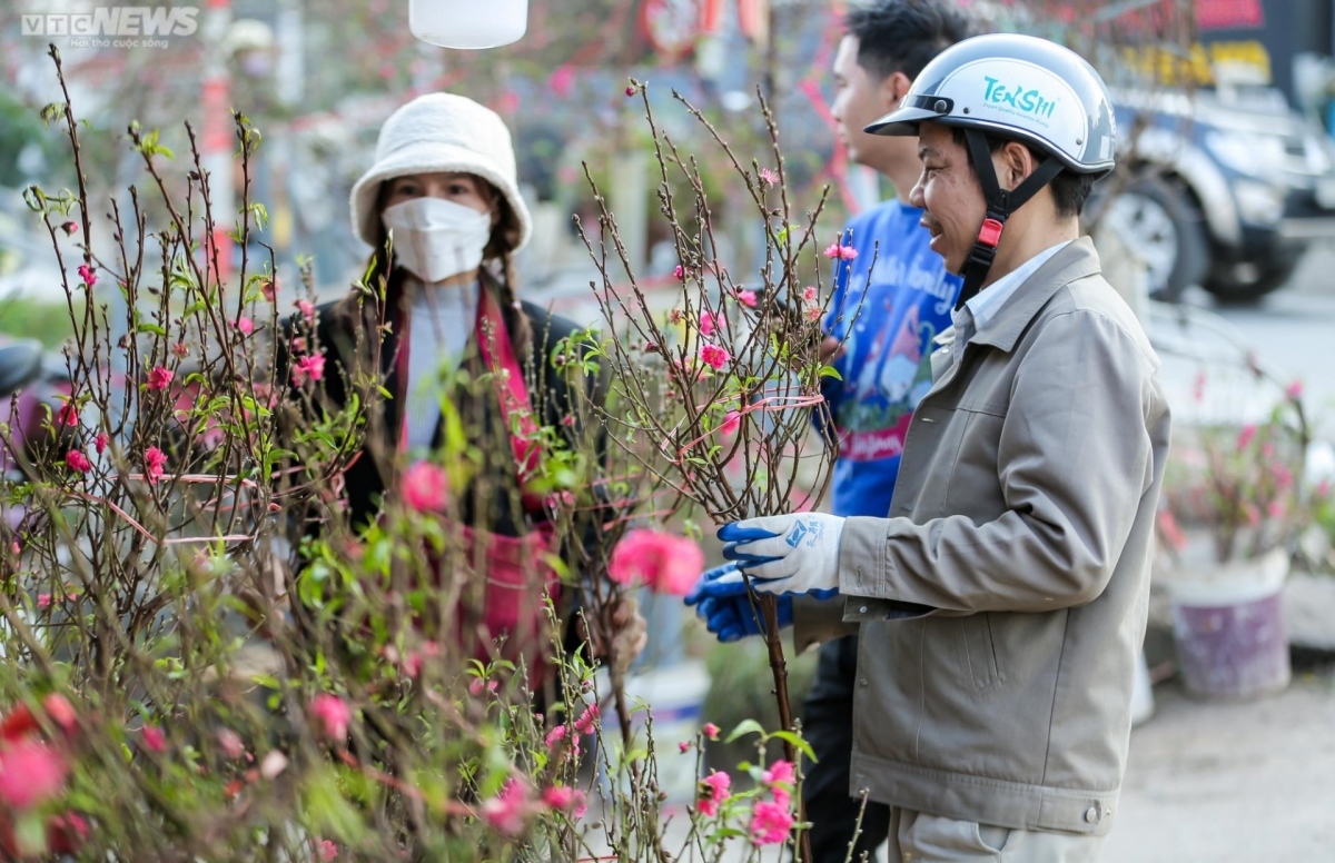 early peach blossoms amid chilly conditions in hanoi picture 7