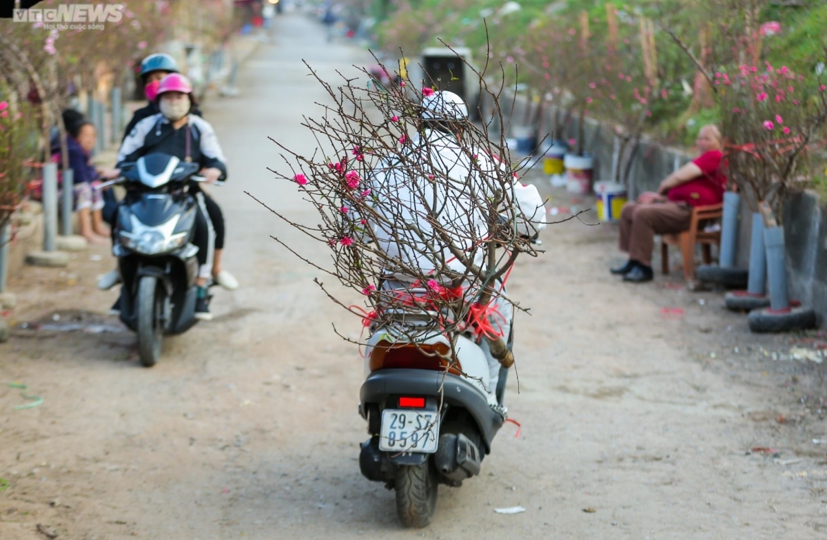 early peach blossoms amid chilly conditions in hanoi picture 6