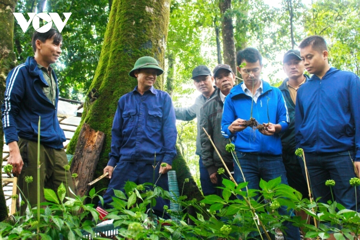 first national ginseng festival to be held in august 2023 picture 1 first national ginseng festival to be held in august 2023 picture 1