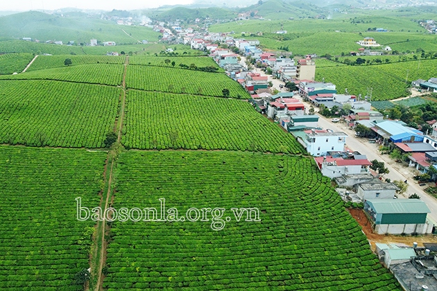 cay che tren cao nguyen moc chau hon 60 nam uom mam, ben re hinh anh 2