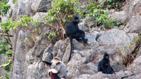 rare primates found in quang binh nature reserve picture 1