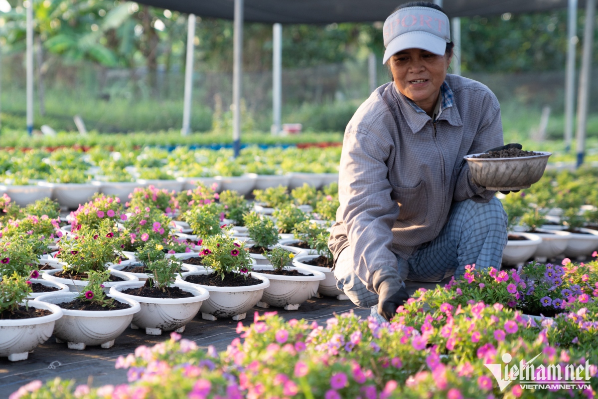 hcm city s largest flower village busy preparing for tet holiday picture 8