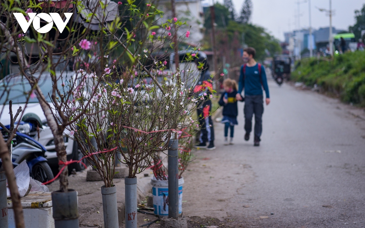 colourful blossoms signal first sign of tet in hanoi picture 13